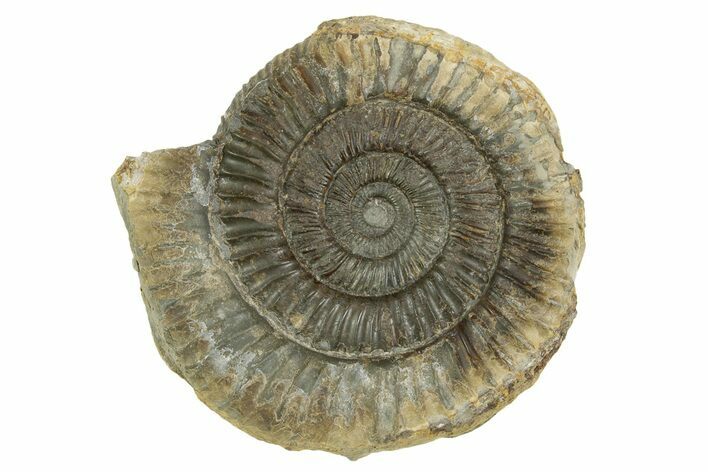 Jurassic Ammonite (Dactylioceras) Fossil - England #362496